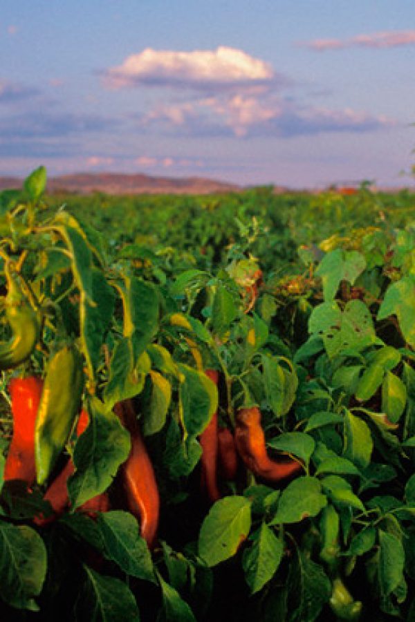 peppers_2
